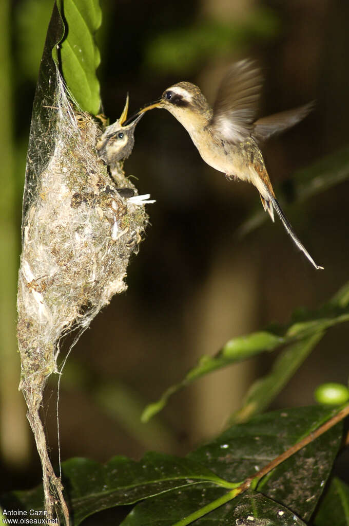 Long-tailed Hermit, Reproduction-nesting