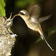 Long-tailed Hermit