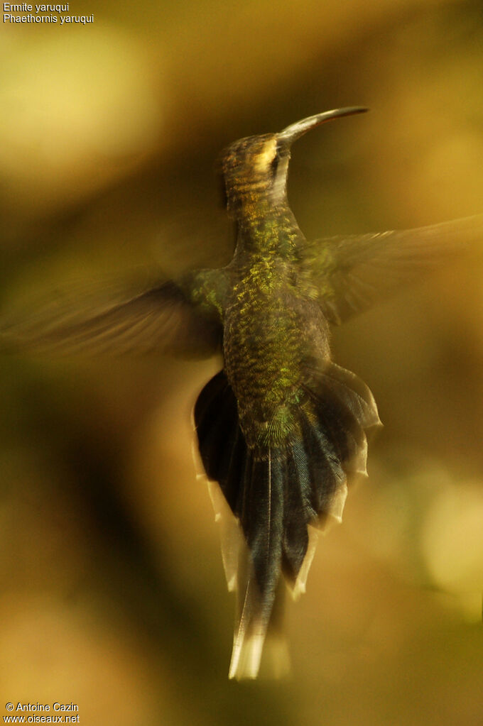 White-whiskered Hermit