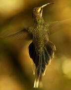 White-whiskered Hermit