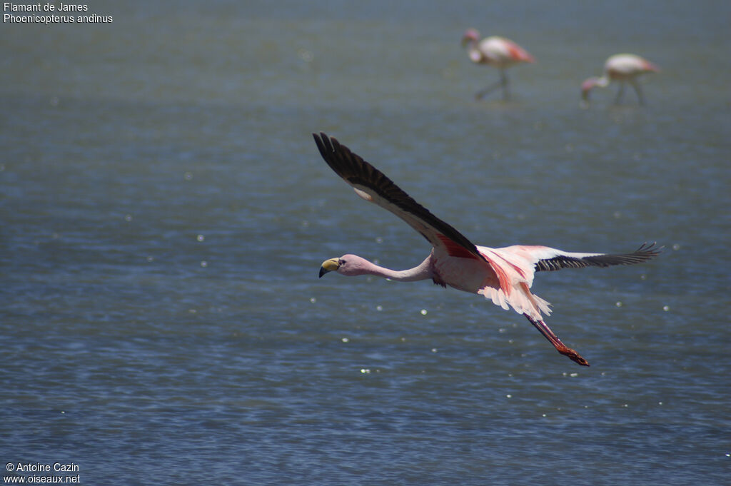 Flamant de James