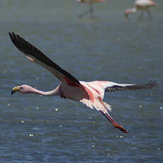 Flamant de James