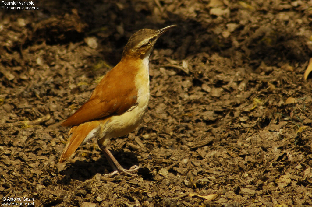 Pale-legged Hornero