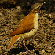 Pale-legged Hornero