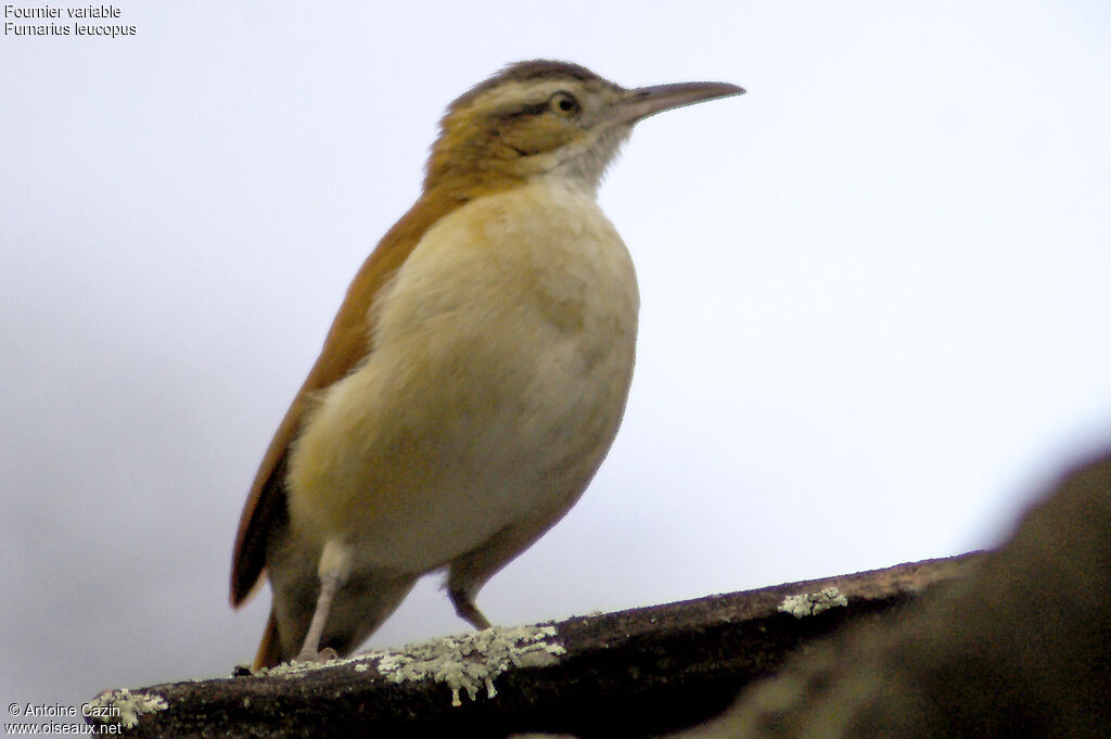 Pale-legged Hornero