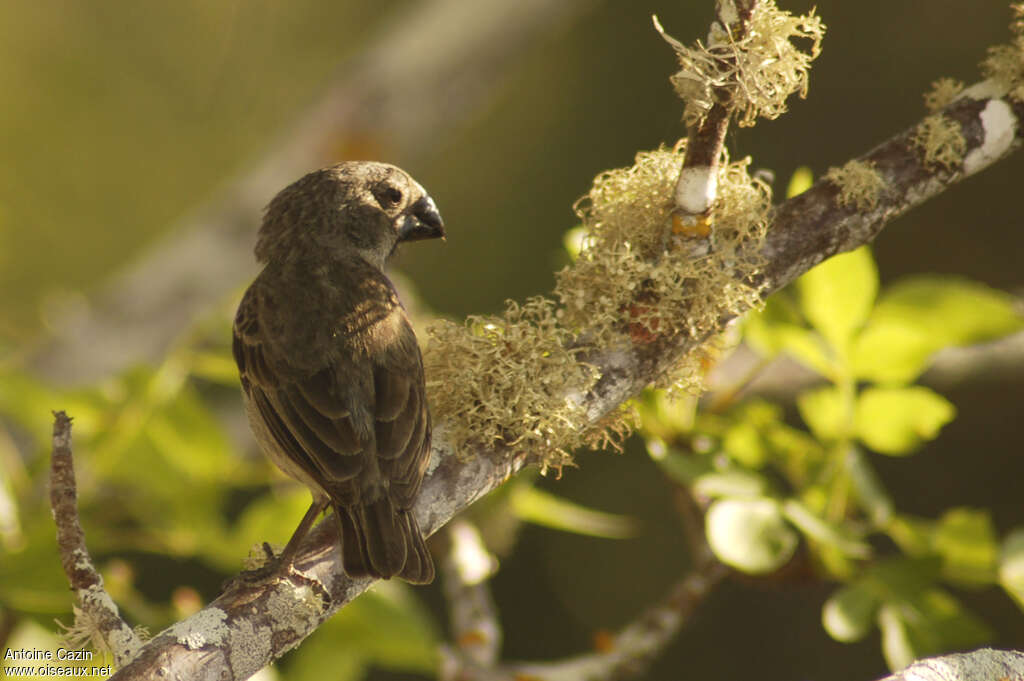 Vegetarian Finch female adult, aspect