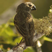 Vegetarian Finch