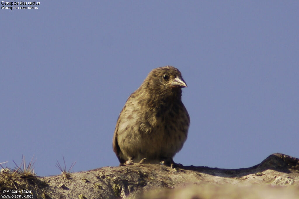 Common Cactus Finch