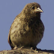 Common Cactus Finch