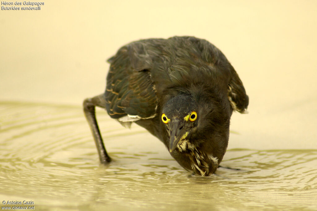 Lava Heron