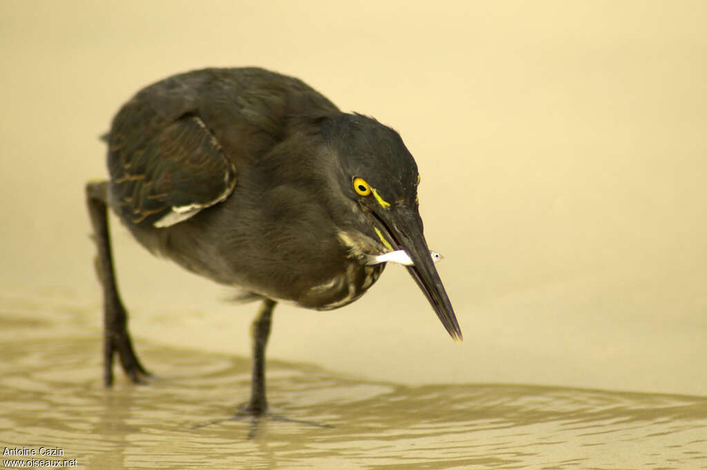 Héron des Galapagosimmature, régime, pêche/chasse