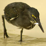 Lava Heron