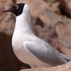 Mouette des Andes