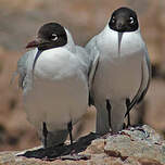 Mouette des Andes