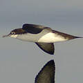 Sargasso Shearwater