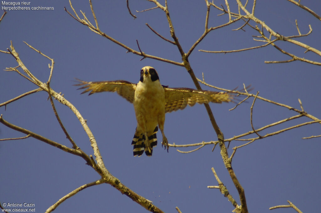 Laughing Falcon