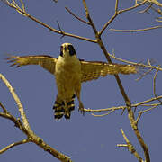 Laughing Falcon