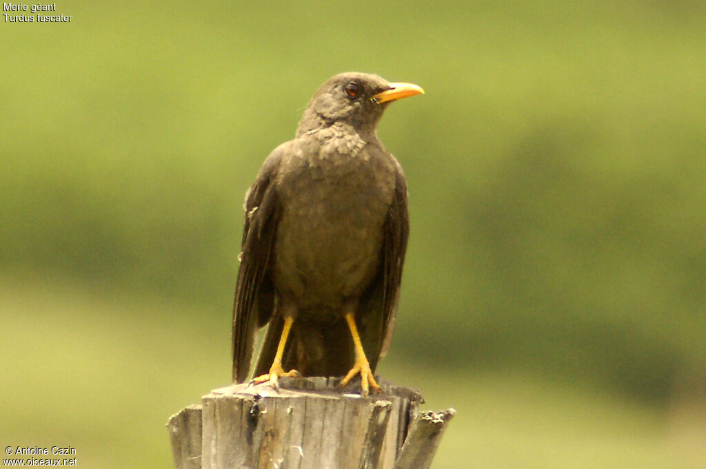 Great Thrush female