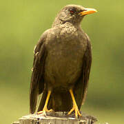 Great Thrush