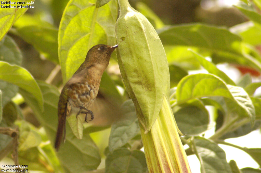 Tyrian Metaltail