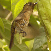 Tyrian Metaltail