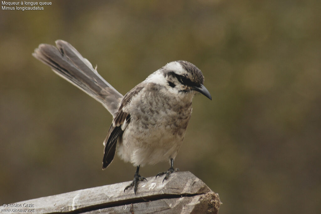 Long-tailed Mockingbird