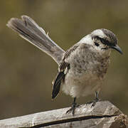 Long-tailed Mockingbird