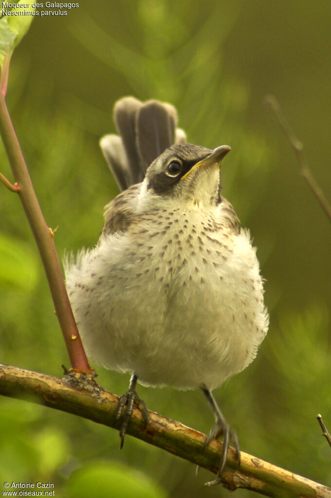 Galapagos Mockingbirdjuvenile