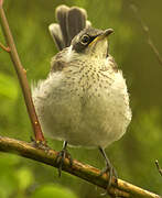 Galapagos Mockingbird