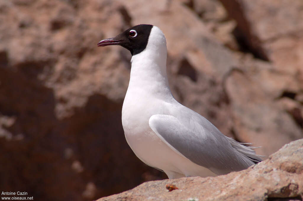 Mouette des Andesadulte nuptial, identification