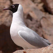 Mouette des Andes