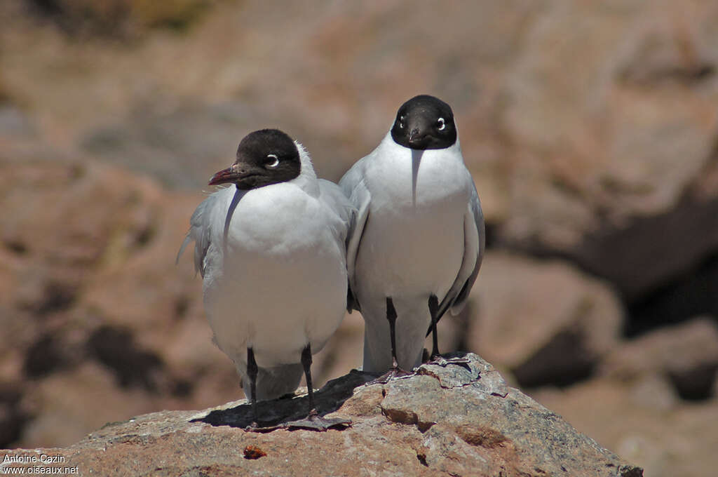 Mouette des Andesadulte nuptial, Comportement