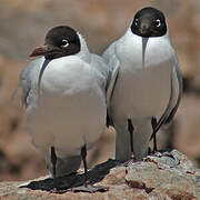 Andean Gull