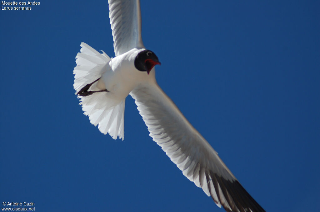 Andean Gull