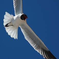 Mouette des Andes