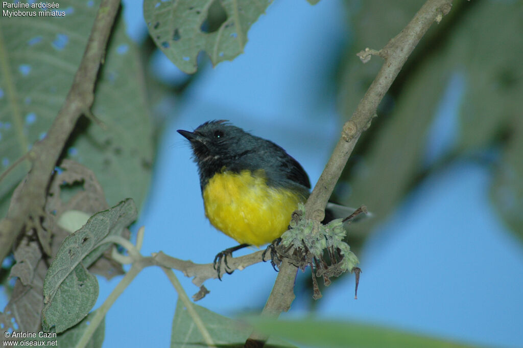 Slate-throated Whitestart