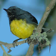 Slate-throated Whitestart