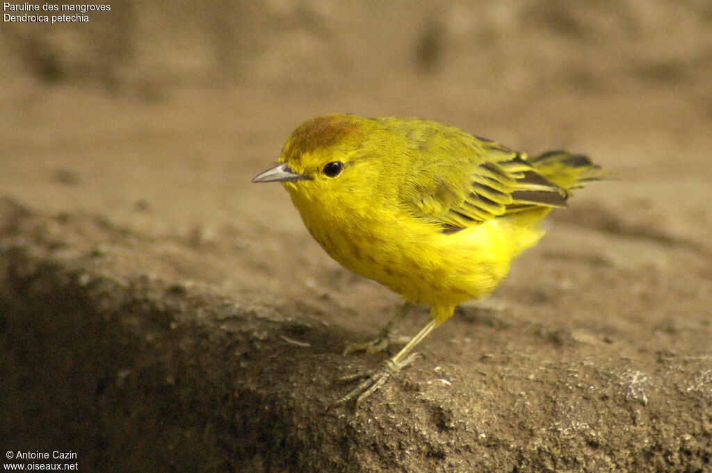 Mangrove Warbler