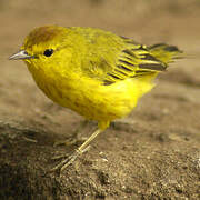 Mangrove Warbler