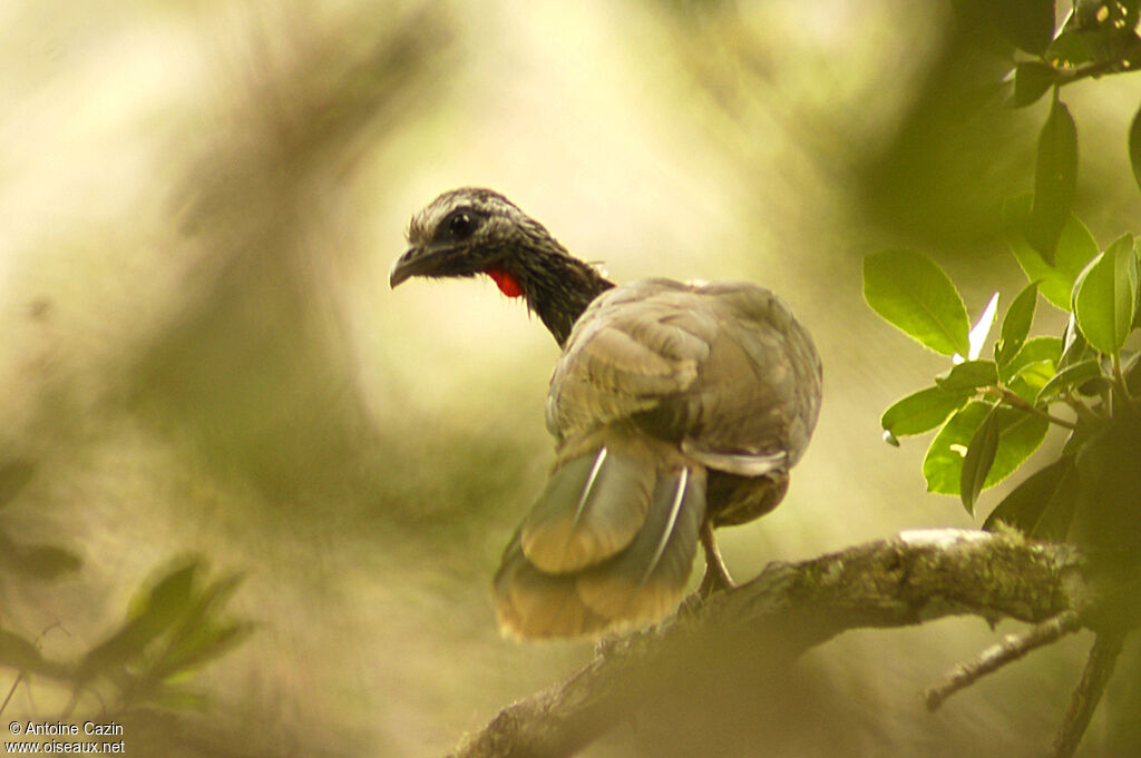 Bearded Guan