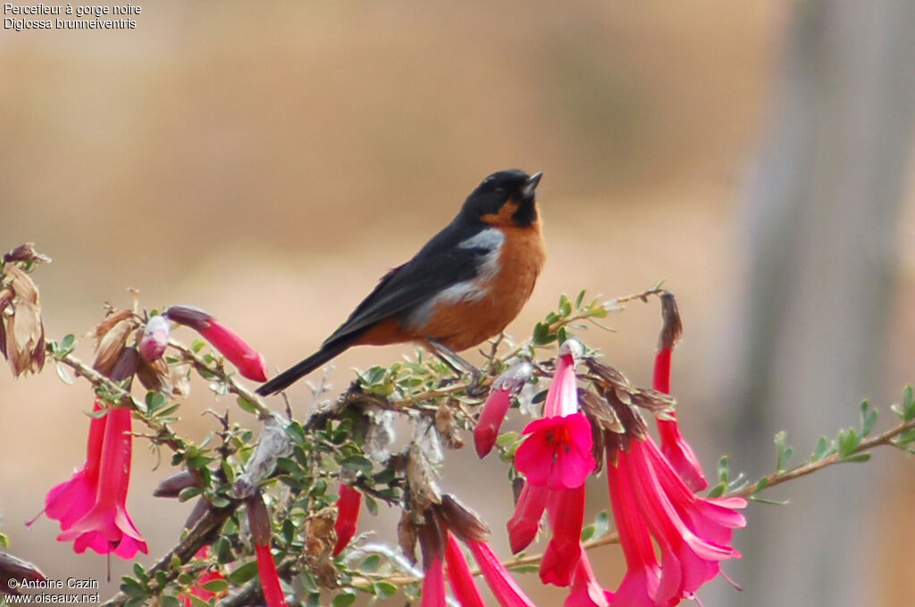 Black-throated Flowerpiercer