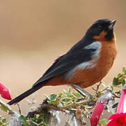 Black-throated Flowerpiercer