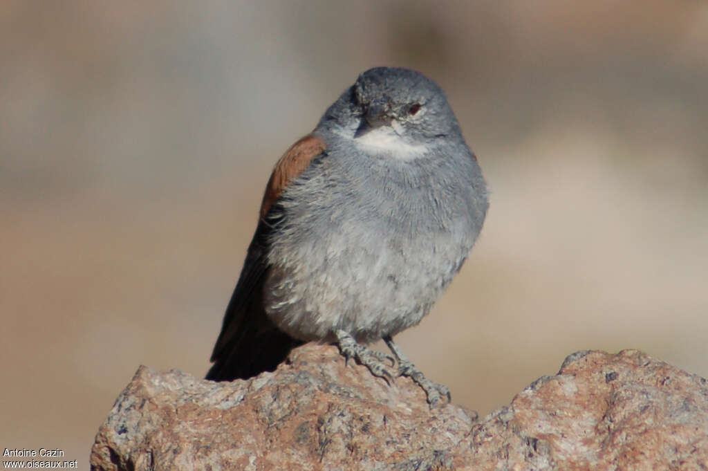 Red-backed Sierra Finch