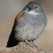 Red-backed Sierra Finch