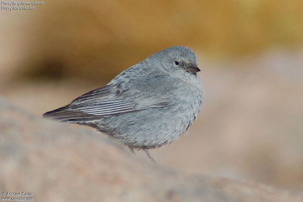 Plumbeous Sierra Finch