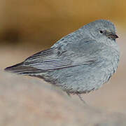 Plumbeous Sierra Finch