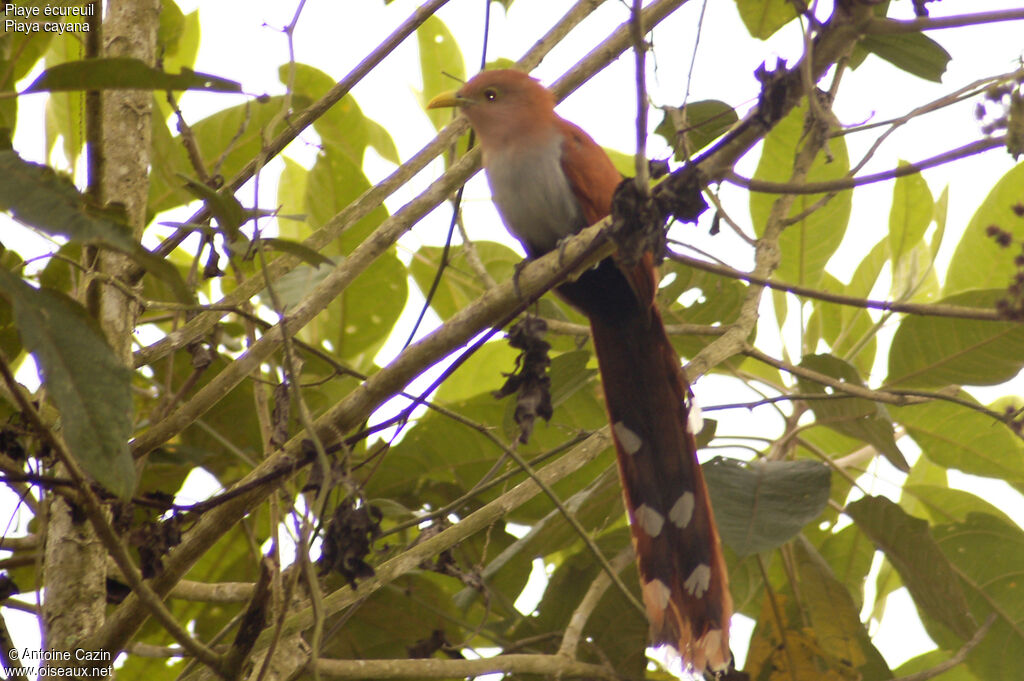 Piaye écureuil