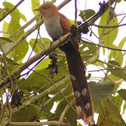 Squirrel Cuckoo