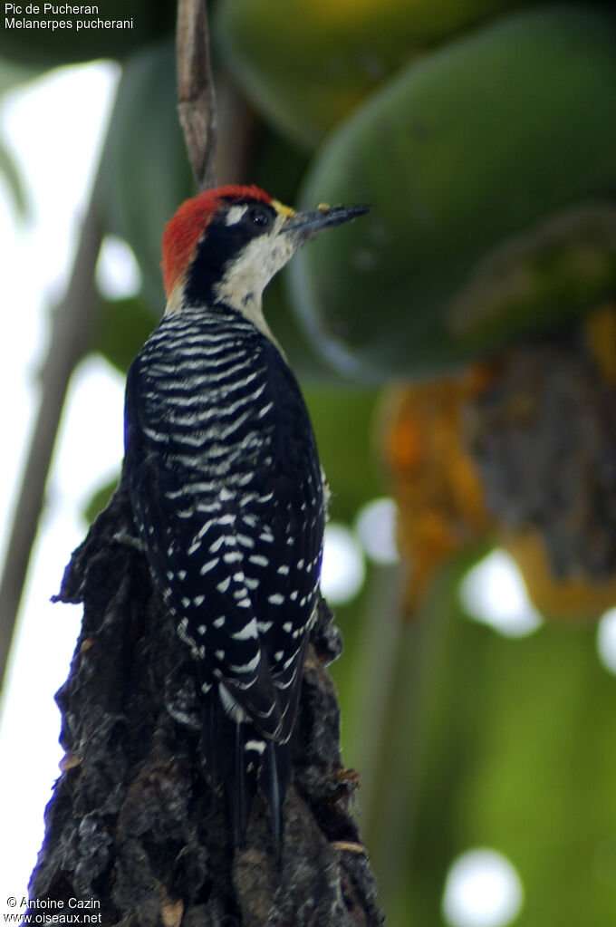 Black-cheeked Woodpecker