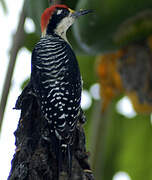 Black-cheeked Woodpecker